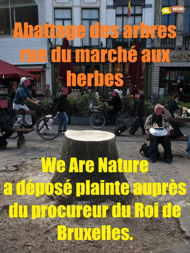 Abattage des arbres rue du marché aux herbes : We Are Nature a déposé plainte auprès du procureur du Roi
